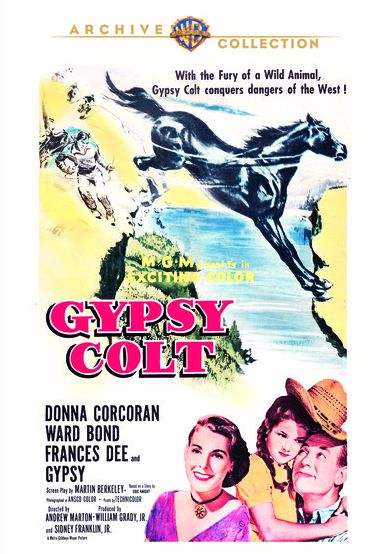 Gypsy Colt