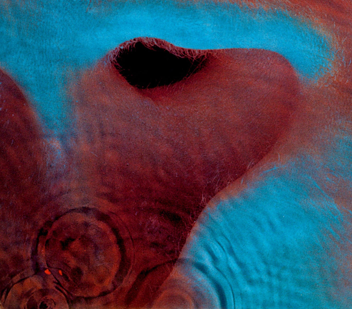 Meddle