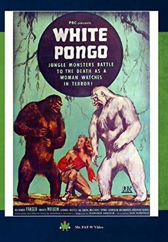 White Pongo
