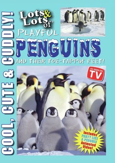 Lots & Lots Of Playful Penguins And Their Toe-tappin Feet!