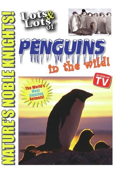 Lots & Lots Of Penguins In The Wild!