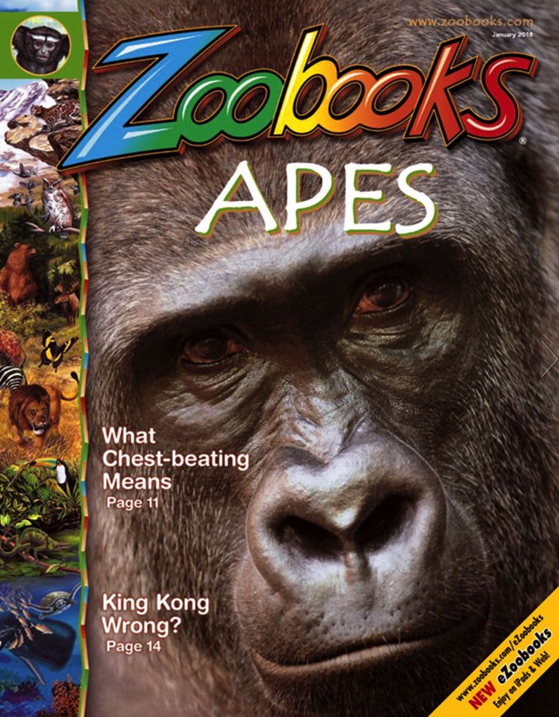 Zoobooks - One Year Subscription