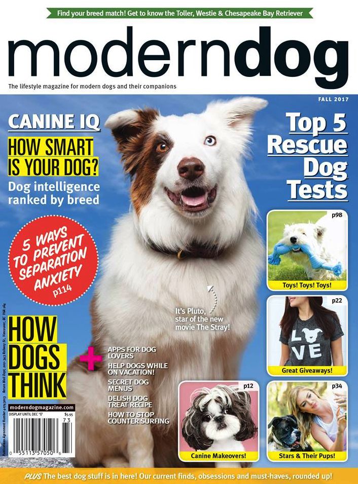 Modern Dog - One Year Subscription