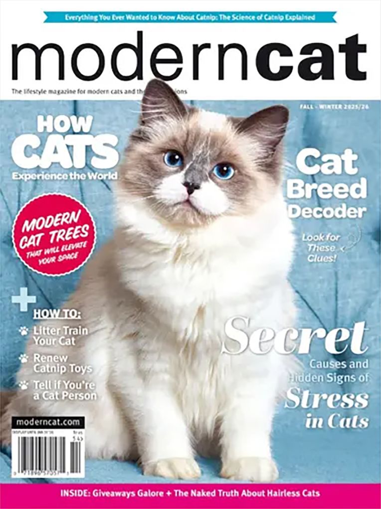 Modern Cat - Two Years Subscription