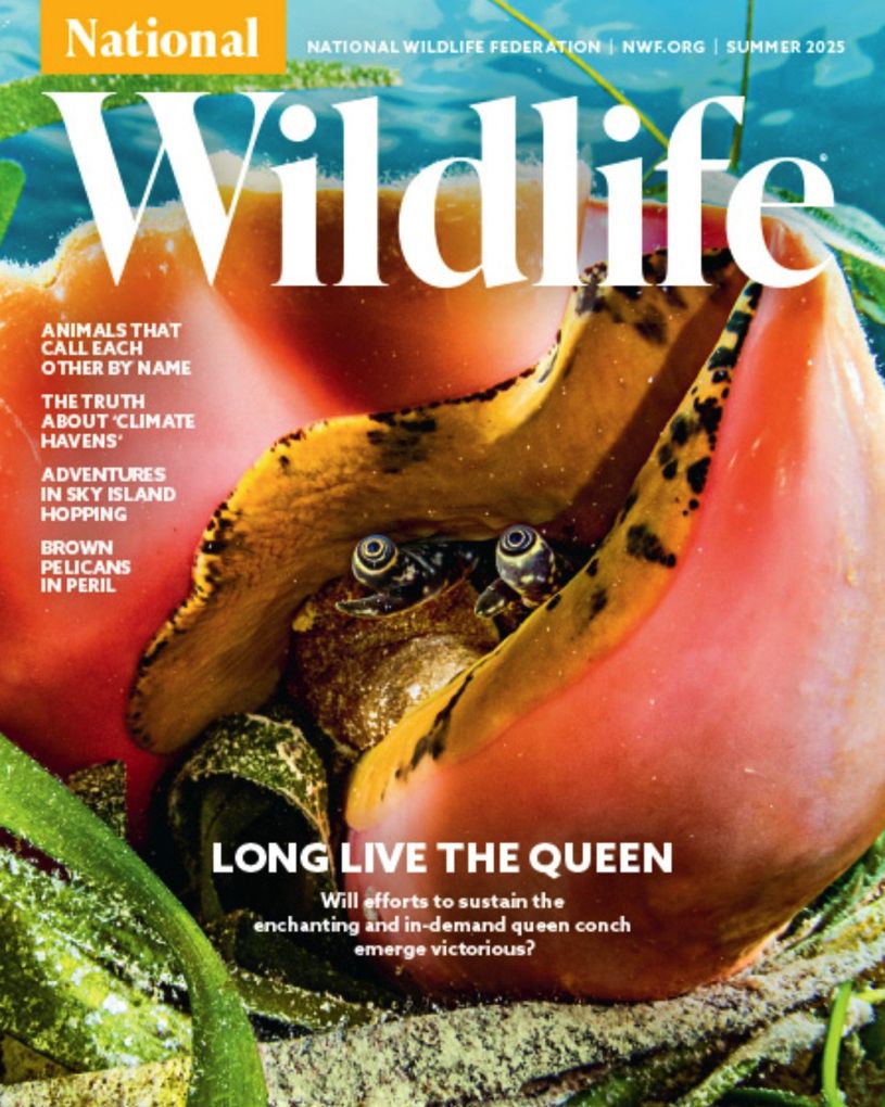 National Wildlife - One Year Subscription