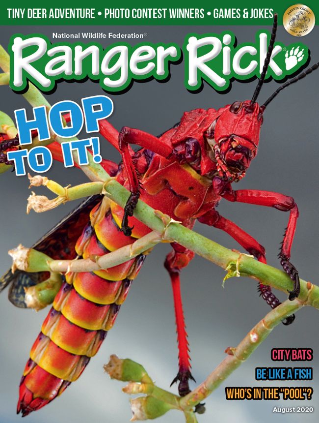 Ranger Rick - One Year Subscription