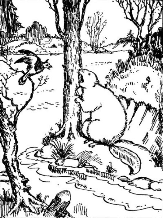 The Adventures of Paddy Beaver, Illustrated