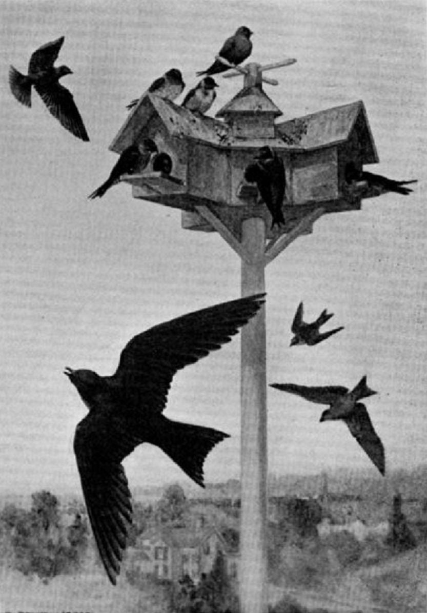 Bird Houses Boys Can Build, Illustrated