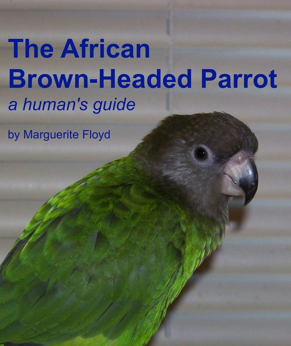 African Brown-Headed Parrot: A Human's Guide