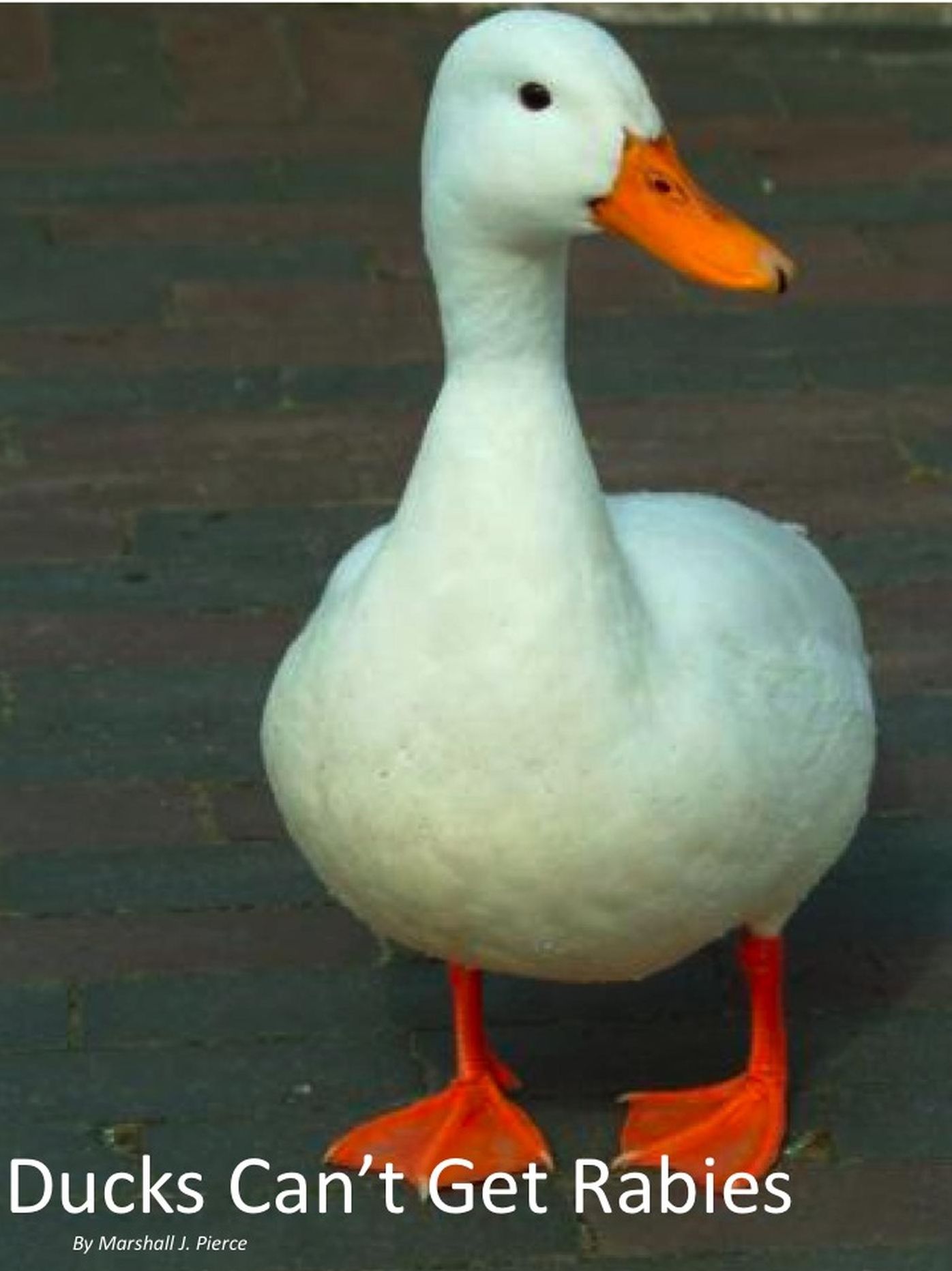 Ducks Can't Get Rabies