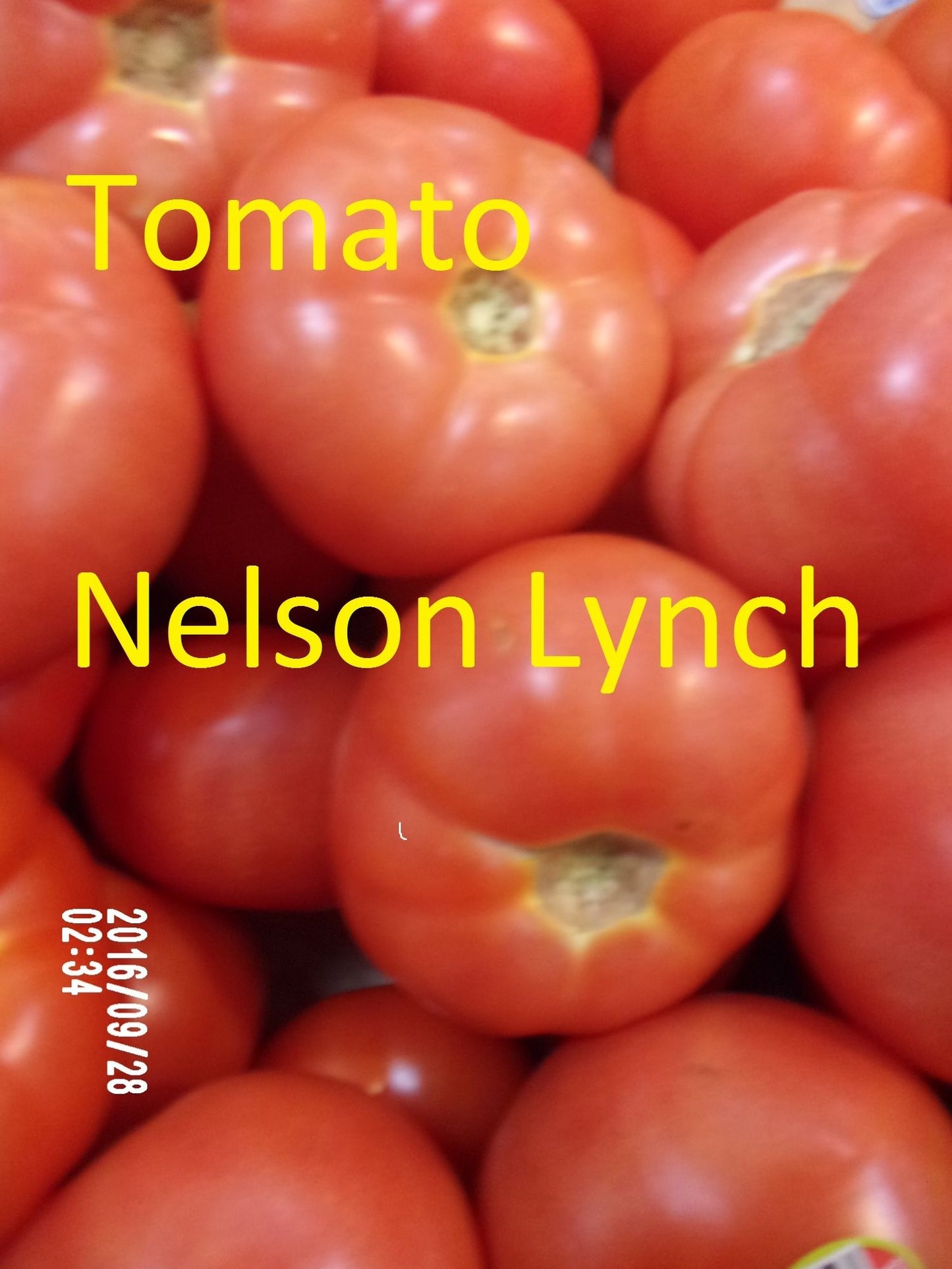 Tomato