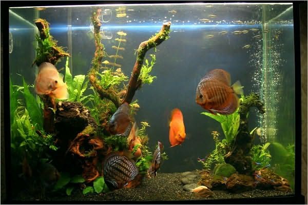 Ultimate Guide to Discus Fish