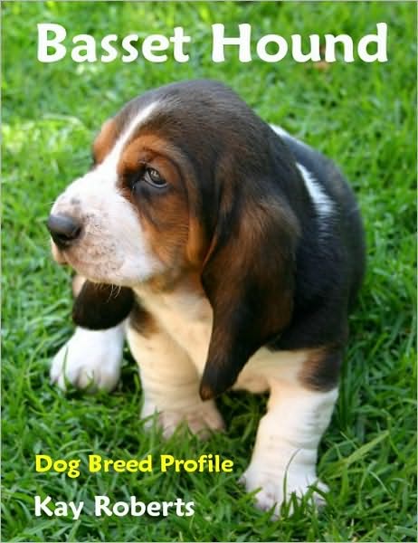 Basset Hound Dog Breed Profile