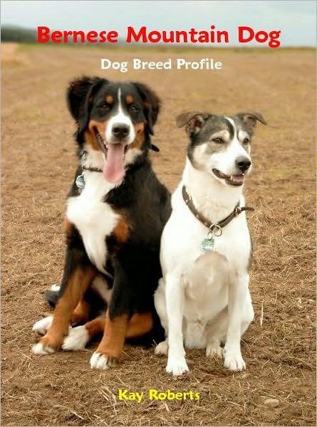 Bernese Mountain Dog Dog Breed Profile