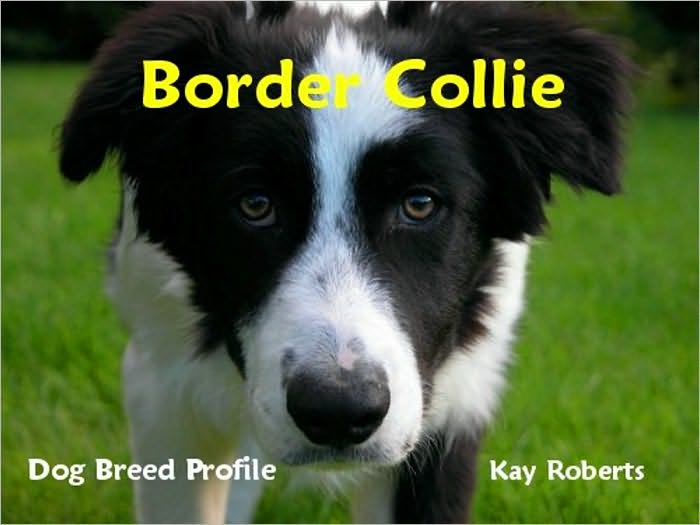 Border Collie Dog Breed Profile