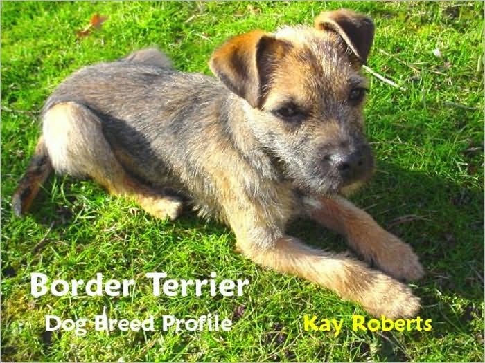 Border Terrier Dog Breed Profile