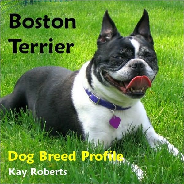 Boston Terrier Dog Breed Profile
