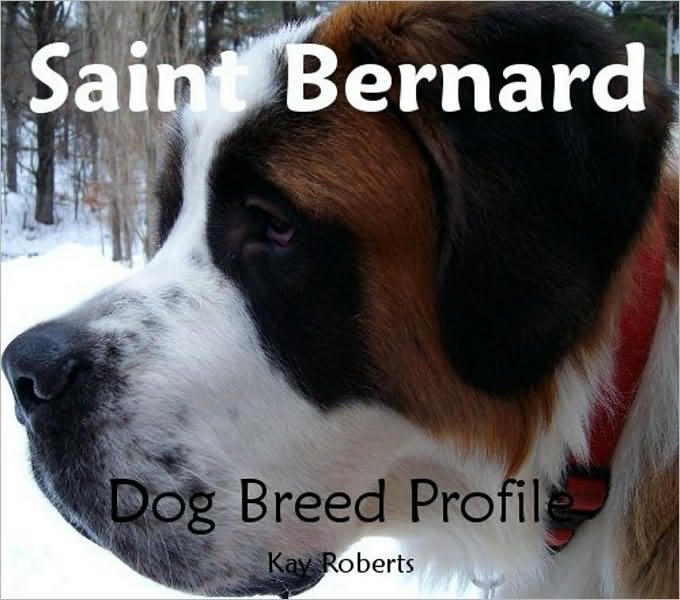 Saint Bernard Dog Breed Profile