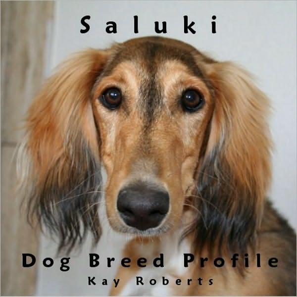 Saluki Dog Breed Profile