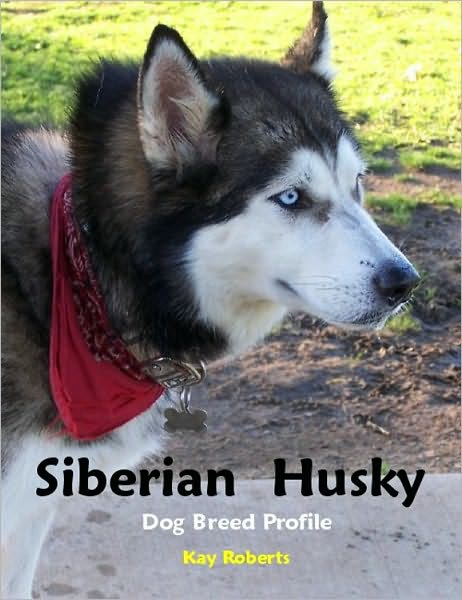 Siberian Husky Dog Breed Profile