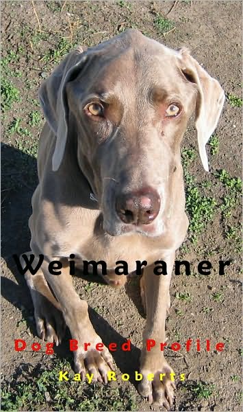Weimaraner Dog Breed Profile