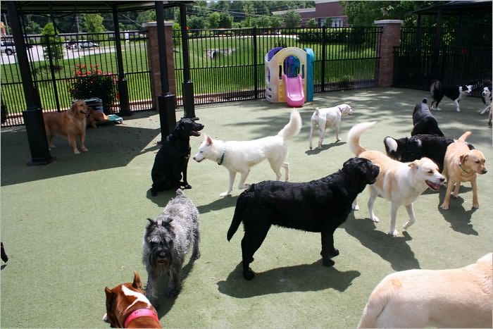 Dog Boarding Kennel Start Up Sample Business Plan!