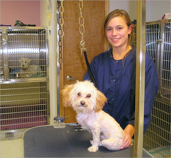Dog Groomer Grooming Service Start Up Business Plan!