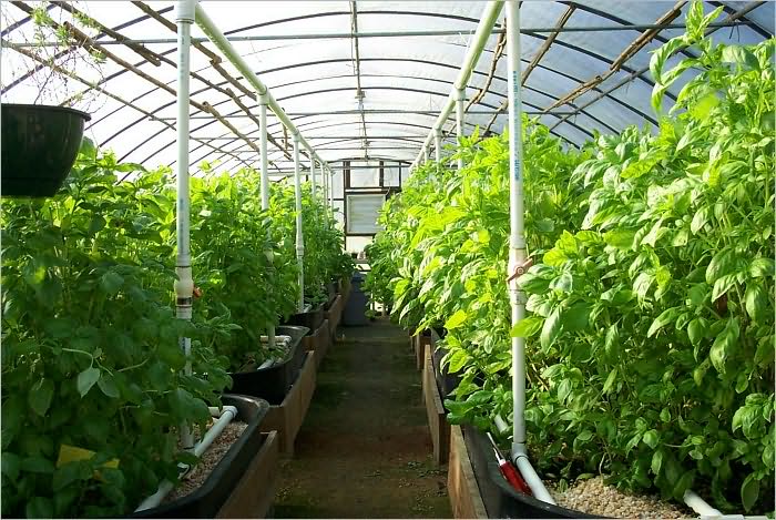 GreenHouse Nursery Start Up Sample Business Plan!