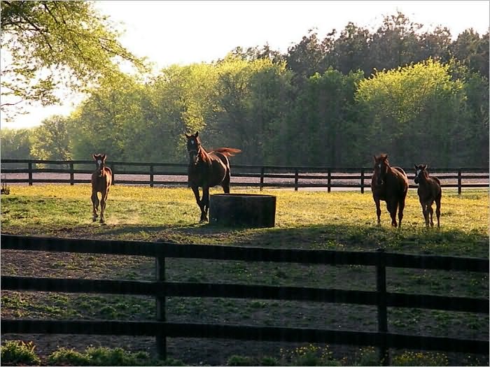 Horse Ranch Farm Start Up Sample Business Plan!