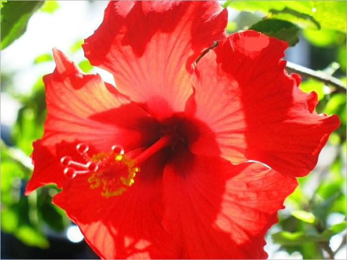 Hibiscus