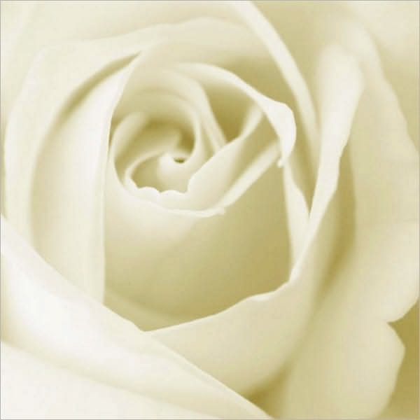 White Rose