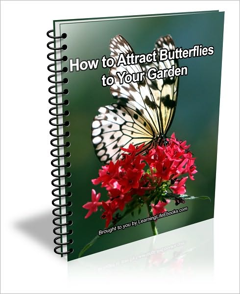 How to Attract Butterflies to Your Garden