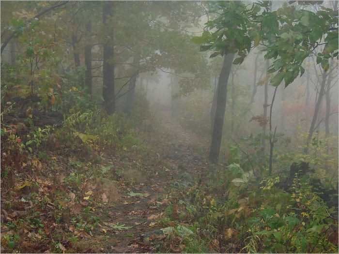 Lost in the Fog