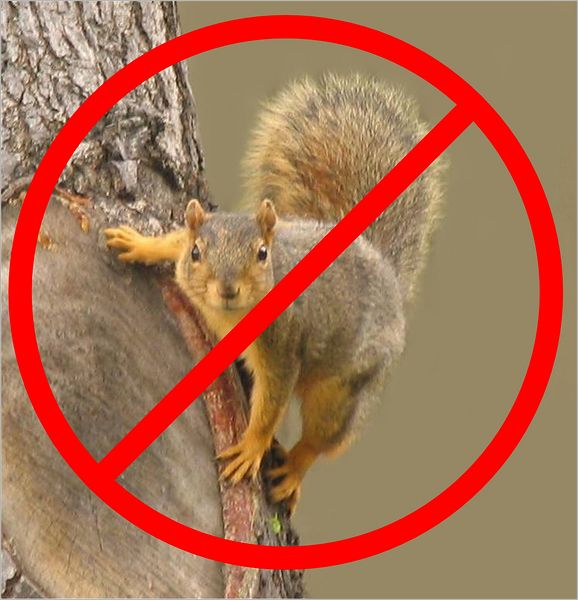 Build an Extreem Green Squirrel-Proof Bird Feeder