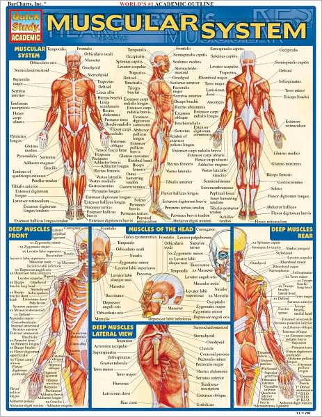 Muscular System