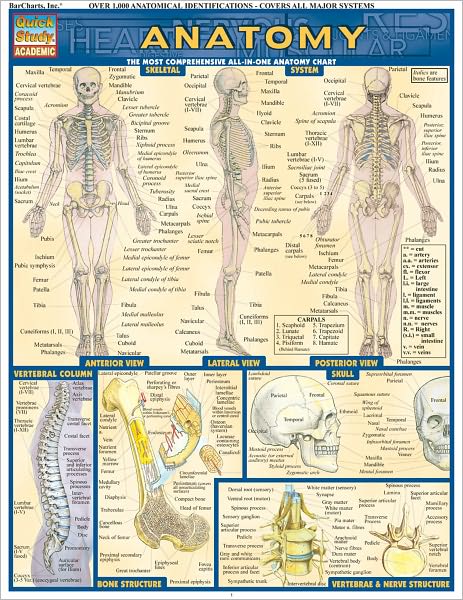 Anatomy