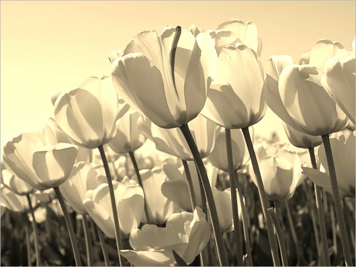Let Your Gentleness Be Evident To All