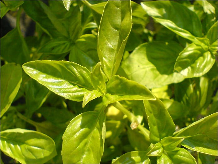 Herb Gardening for Beginners