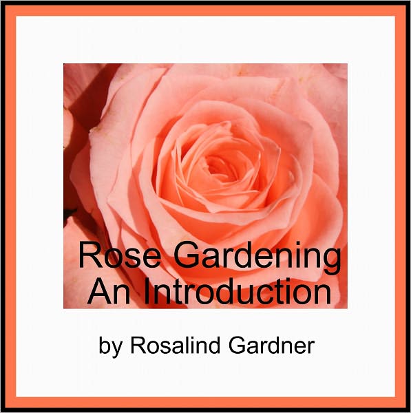 Rose Gardening – An Introduction