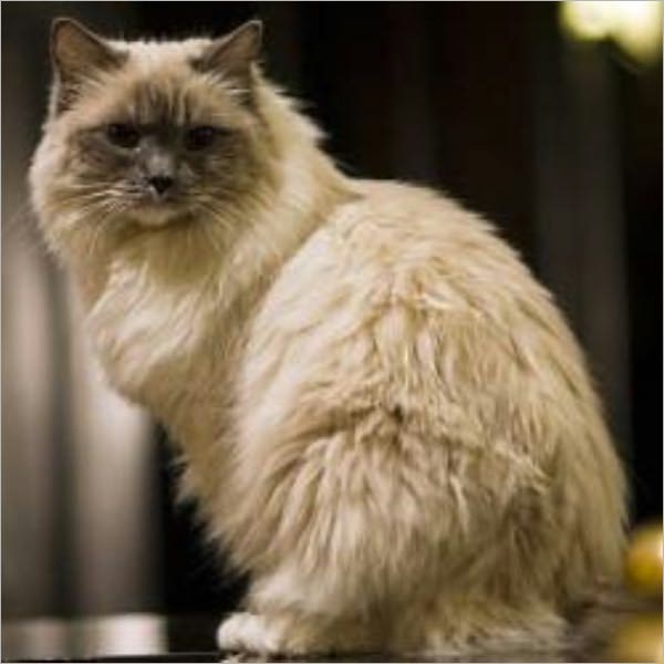 Recipes For Cat Food And Kitty Treats