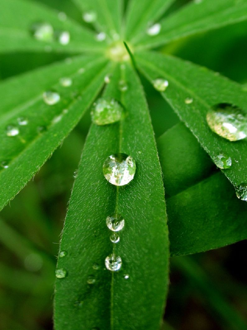 Ayurvedic Medicine ~ A 5000 year old Medical Secret Revealed