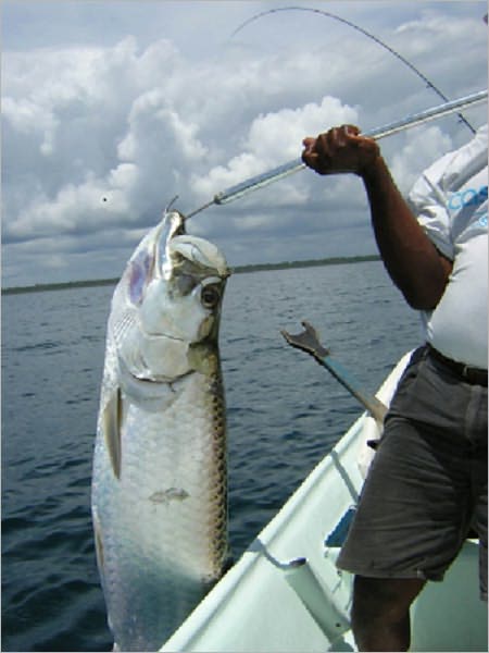 How to Catch Grouper