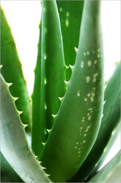 Aloe Vera Secrets Revealed: The healing powers of a miraculous plant