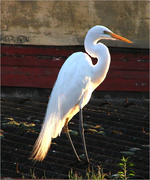 The Best Equipment and Places to Bird Watch