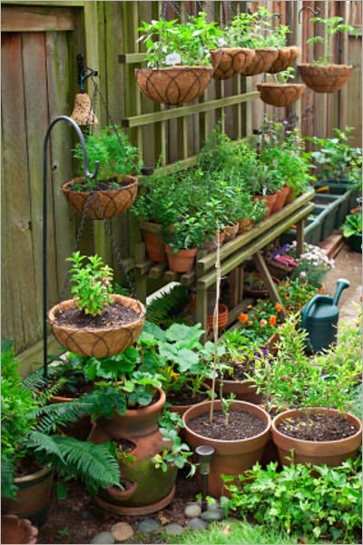 Planter Gardening: Beautiful Ferns and other Indoor Plants