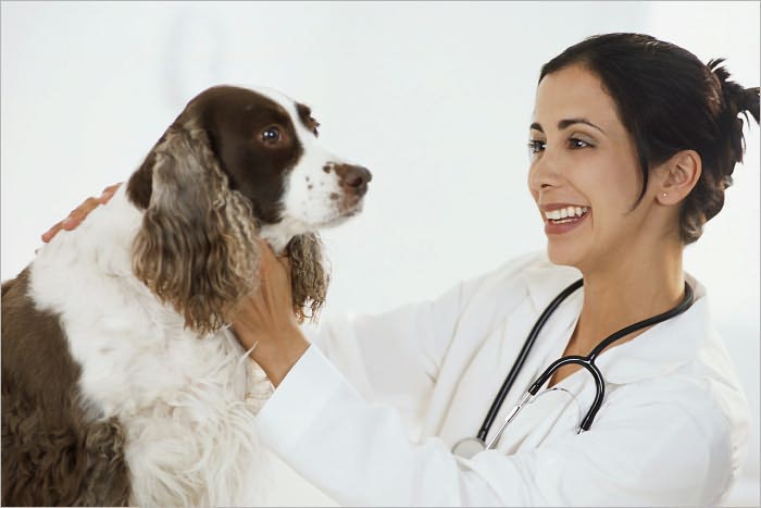 Veterinarian Veterinary Clinic Hospital Start Up Sample Business Plan!