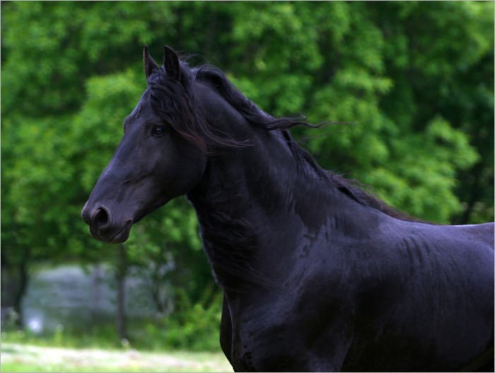 Black Beauty