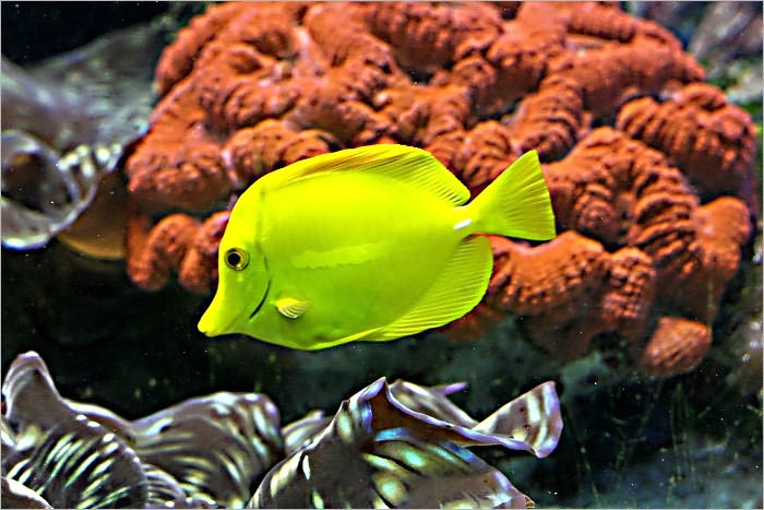 Something Fishy: All About Buying and Maintaining an Aquarium