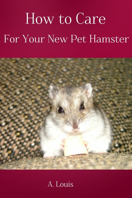 How to Care For Your New Pet Hamster
