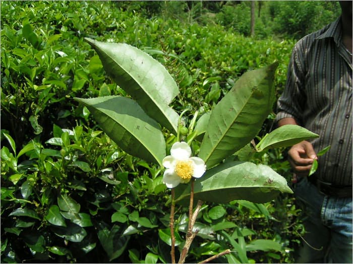The Magic of Green Tea: Cancer Killer, Fat Burner and So Much More!